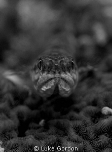 Lizardfish Bokeh by Luke Gordon 